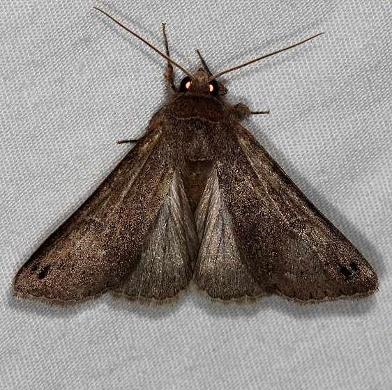 8596.96 Cissusa n. sp. Cumberland Falls St Pk Ky 4-22-14