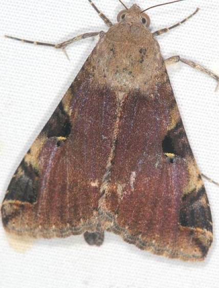 8598 Melipotis perpendicularis Campsite 119 Falcon St Pk Texas 10-27-16_opt