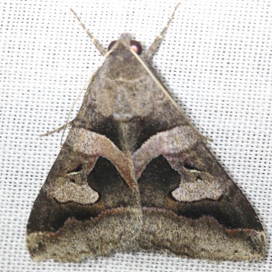 8598 Melipotis perpendicularis Everglade Natl Pk Nike Missle Rd 3-5-13