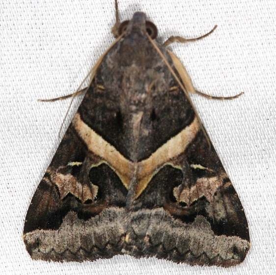 8598 Melipotis perpendicularis NABA Gardens Texas 11-3-13