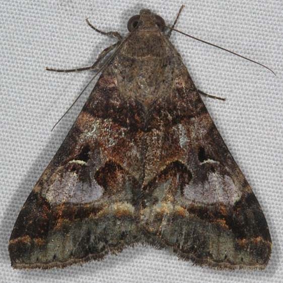 8598 Melipotis perpendicularis yard 7-14-15