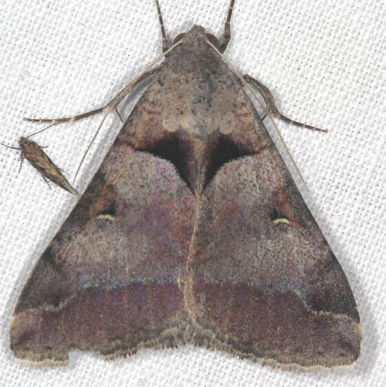 8598.1-Melipotis-florida-Bear-Island-Big-Cypress-Preserve-Fl-3-5-22-1