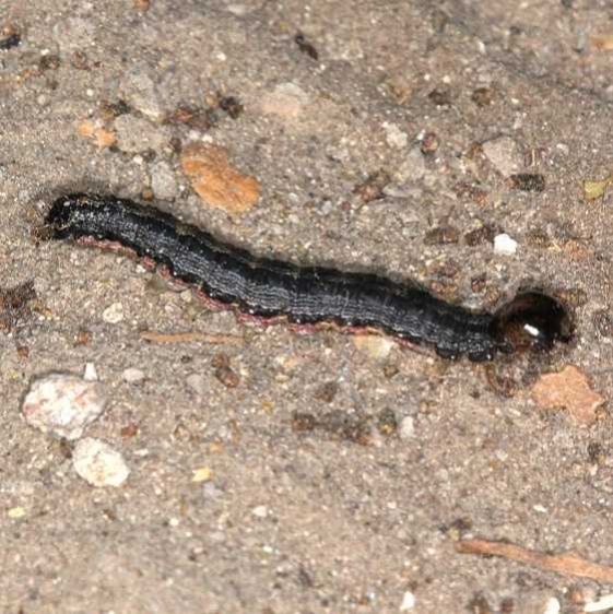 8600 Indomitable Melipotis Moth Caterpillar BG Campsite 119 Falcon St Pk Texas 10-26-16_opt