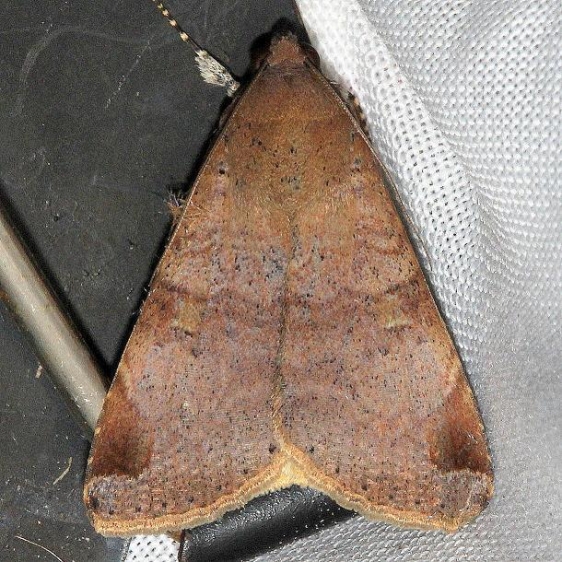 8603 January Melipotis Moth Mahogany Hammock Everglades Natl Pk 3-10-13