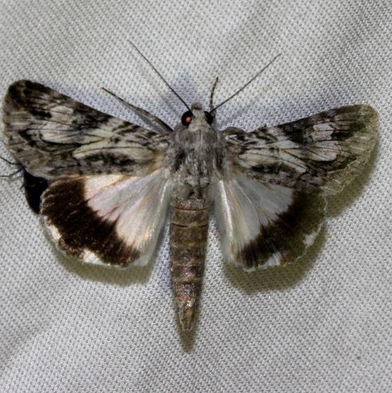 8607 Merry Melipotis Moth Mahogany Hammock Everglades Natl Pk 3-10-13