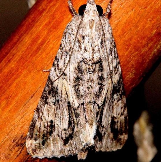 8607 Merry Melipotis Moth Mahogany Hammock Everglades Natl Pk 3-10-13