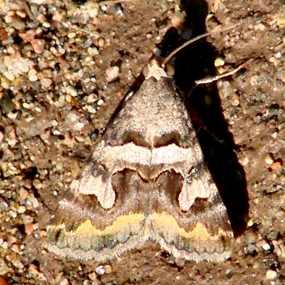 8614 Bulia deducta Along Arizona Rt 59 9-12-12