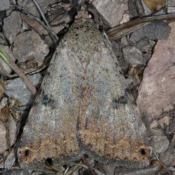 8614 Bulia deducta Bluewater Lake St Pk New Mexico 5-22-17 (18)_opt
