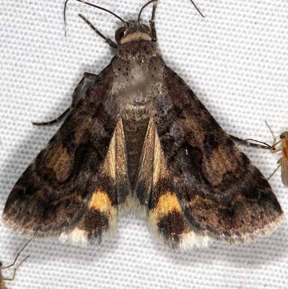 8615 Bulia similaris Campsite 119 Falcon St Pk 10-22-16 (1)_opt