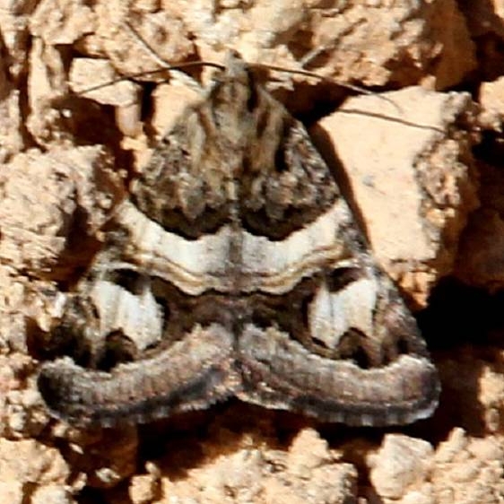 8616 Drasteria mirifica Fairyland Rim Trail Bryce Canyon Utah 6-1-17 (32)_opt