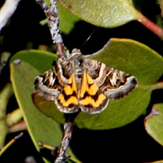 8616 Drasteria mirifica Fairyland Rim Trail Bryce Canyon Utah 6-1-17 (34)_opt