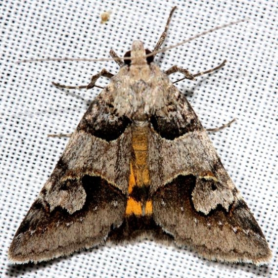 8618 Graphica Moth Ochlockonee River St Pk Fl3-29-13