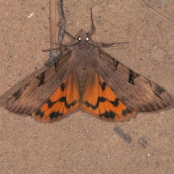 8626 Drasteria ochracea Pine Lake campground Dixie Natl Forest Utah 6-2-17 (33)_opt