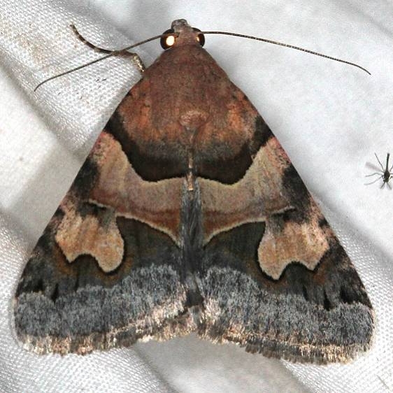 8628 Drasteria pallescens Moab RV Resort Moab Utah 6-3-17 (29)_opt