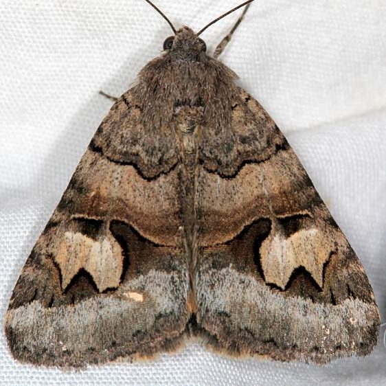 8630 Drasteria divergens Mesa Verde National Pk Colorado 6-9-17 (10)_opt