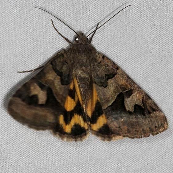 8630 Drasteria divergens Mesa Verde Natl Pk Colorado 6-10-17 (8)_opt