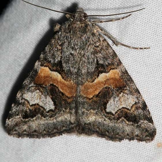 8632 Drasteria hudsonica Golden Gate Canyon St Pk Colorado 6-28-17 (12)_opt