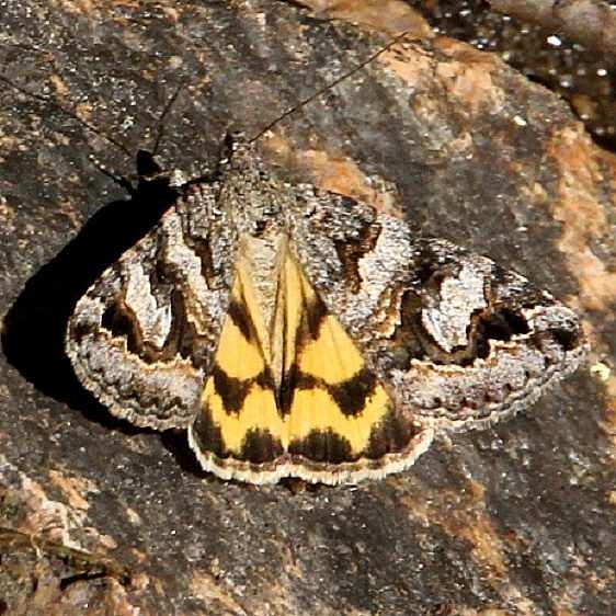 8632 Drasteria hudsonica Golden Gate St Pk Colorado 6-26-17 (85)_opt