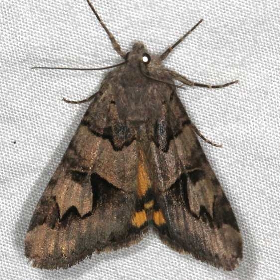 8636 Smoky Arches Moth Devil's Canyon Campground National Forest Utah 6-7-17 (104)_opt