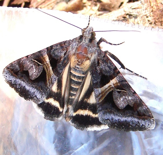 8641-Drasteria-grandirena-Kitty-Todd-Preserve Oh -5-21-11