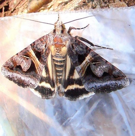 8641 Drasteria grandirena Kitty Todd Preserve Oh 5-21-11