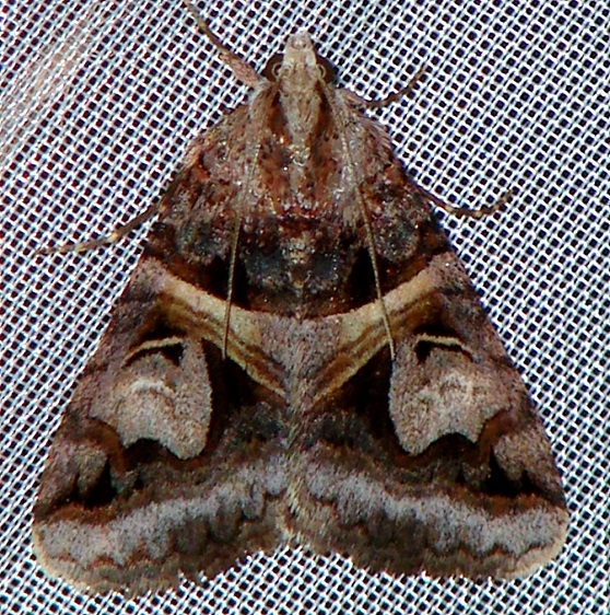 8641 Drasteria grandirena Walden II Lake Co Oh 6-12-09