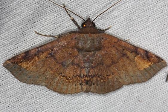 8645 Hemeroblemma opigena Mahogony Hammock 2-18-14