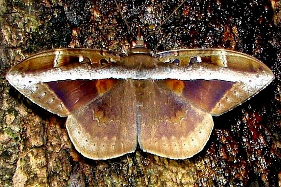 8645 Hemeroblemma opigena male Mahogany Hammock Everglades 2-27-12 (43a)