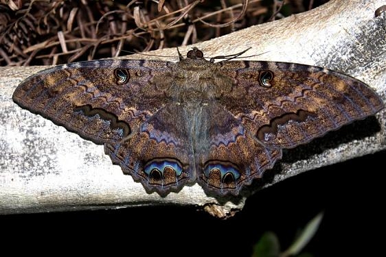 8649 Black Witch 2-28-12 Long Pine Keya, FL