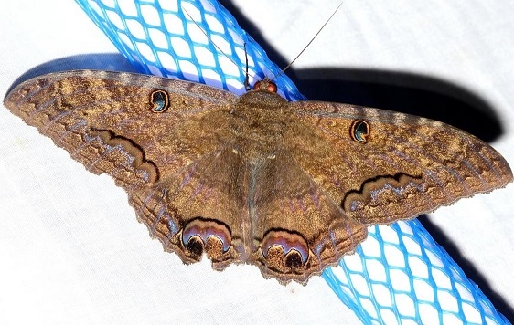 8649 Black Witch Moth Everglades Nat'l Pk Nike Missile Rd 3-7-13