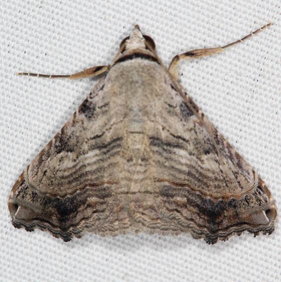 8650 Tyrissa multilinea Campsite 119 Falcon St Pk Texas 10-27-16_opt