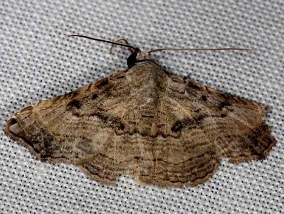 8650 Tyrissa multilinea NABA Gardens Texas 11-3-13