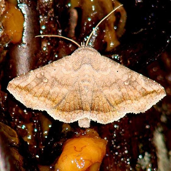 8653 Lesmone hinna Benson State Park Texas 10_16_08 (98)_opt