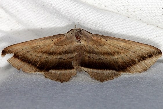 8655 Lesmone fomularis Jonathan Dickinson St Pk Fl 3-6-17_opt