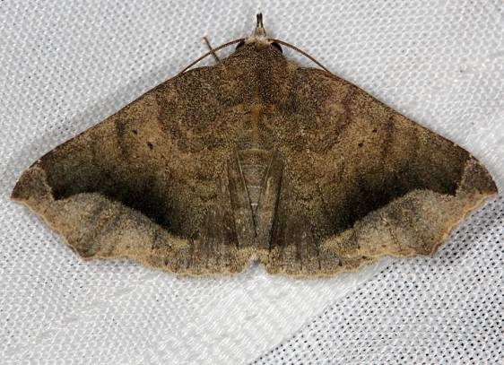 8656 Bendisode aeolia NABA Gardens Texas 11-3-13