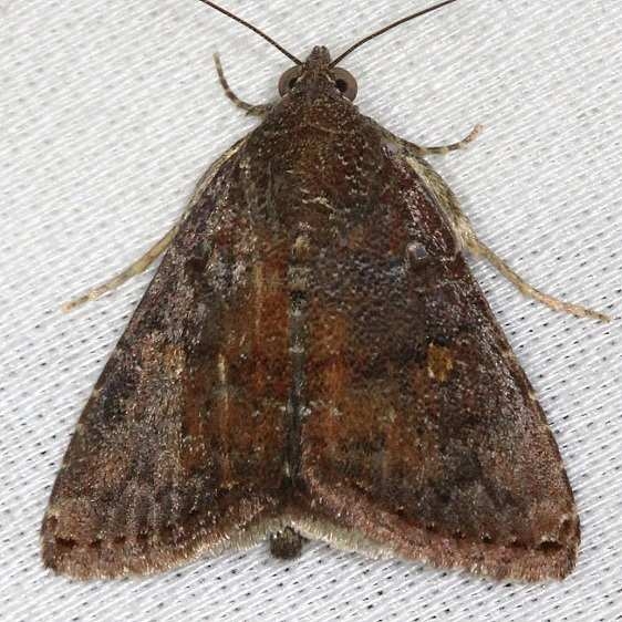 8659 Heteranassa mima NABA Gardens Texas 11-3-13