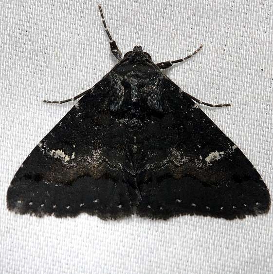 8662 Coxina cinctipalpis Kissimmee St Pk 3-13-13