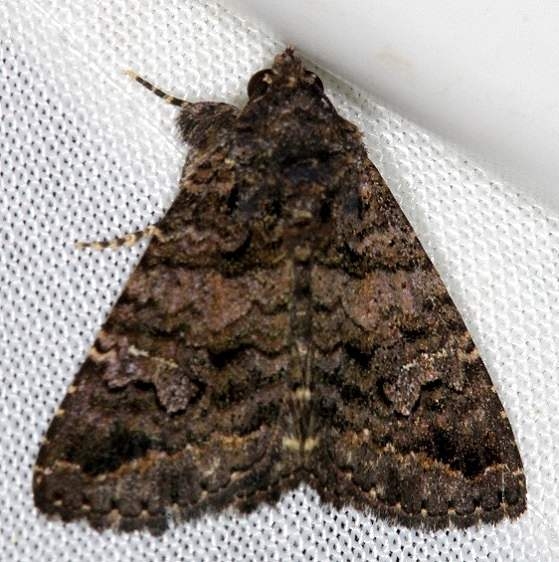 8662 Coxina cinctipalpis NABA Gardens Texas 11-3-13