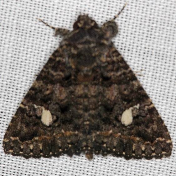 8662 Coxina cinctipalpis NABA Gardens Texas 11-3-13