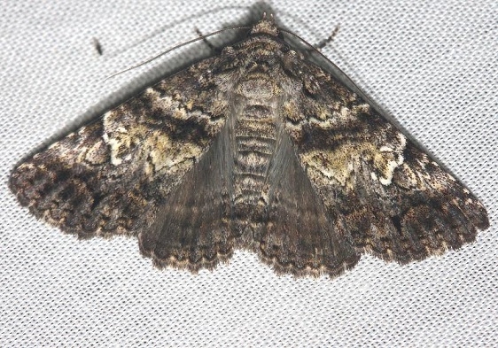 8666 Live Oak Metria Moth Lake Kissimmee St Pk Fl 2-26-13