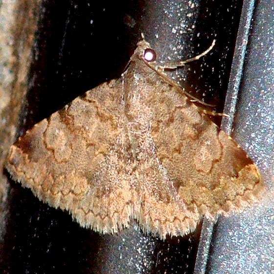 8672 Toxonprucha volucris Hotel Tucson 9-10-12