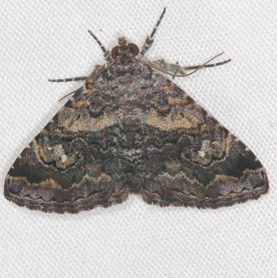 8673.1 Toxonprucha diffundens Campsite 119 Falcon St Pk Texas 10-25-16_opt