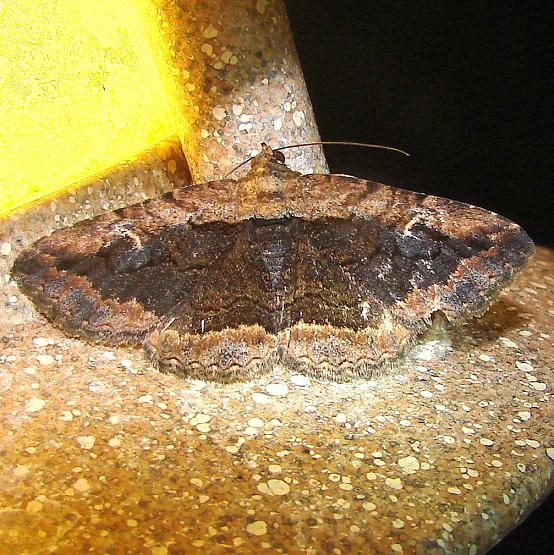 8677 Zaleops umbrina Moth Ventana Canyon Resort Tucson Az 9-10-12