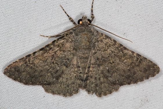 8680 Matigramma rubrosuffusa Campsite 119 Falcon St Pk Texas 10-25-16_opt