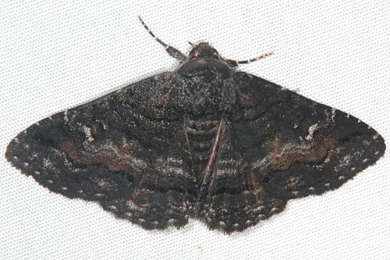 8683 pseudanthracia Moth Lake Kissimmee St PK Fl 3-1-17_opt