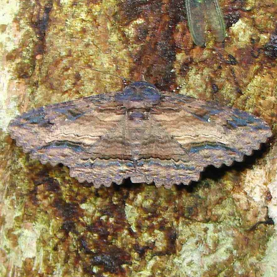 8685 Zale viridans sp group Payne's Prairie St Pk 3-20-12