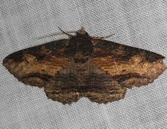 8687 Zale fictilis Big Lagoon St Pk 11-11-13
