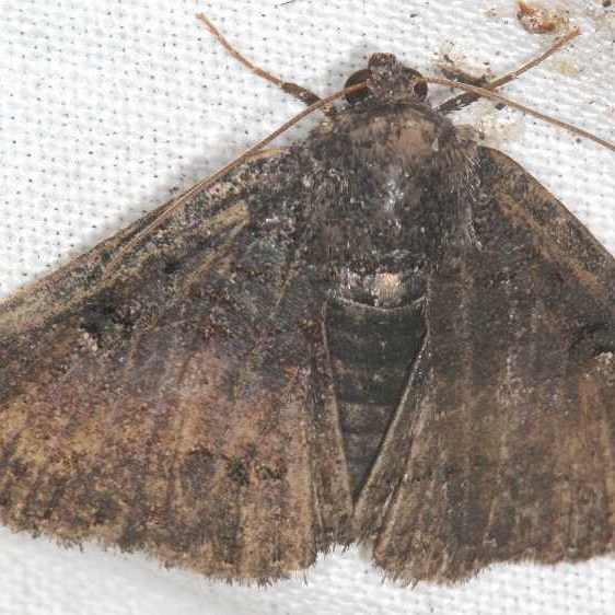 8687 Zale fictilis worn Suwannee River-St-Pk-Fl-3-31-23
