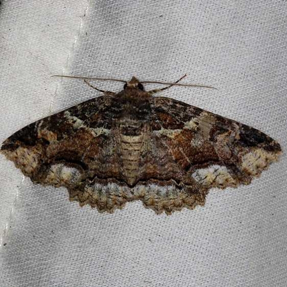8689 Lunate Moth Thunder Lake Mich UP 6-25-13