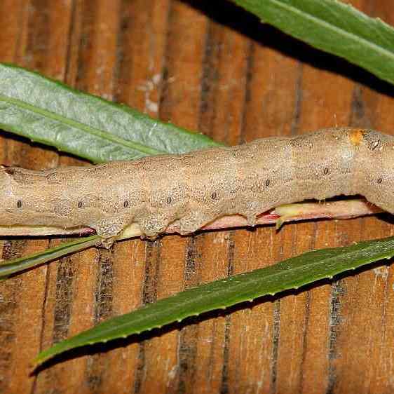 8689 Lunate Zale Caterpillar-on-willow-Glacier-Ridge Metro Pk Col Oh 8-3-20